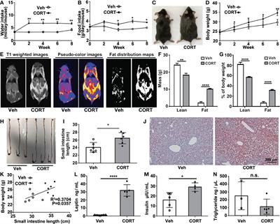 Corticosterone induces obesity partly via promoting intestinal cell proliferation and survival